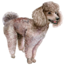 Poodle Standing Sticker