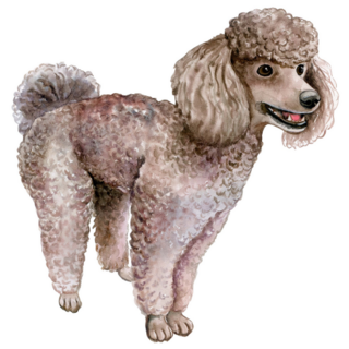Poodle Standing Sticker
