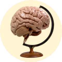 Pop Art Brain Globe Sticker