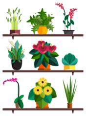 Popular house plant on shelves Sticker