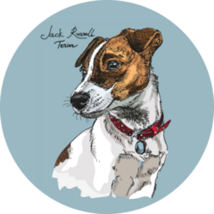 Portrait Jack Russel Sticker