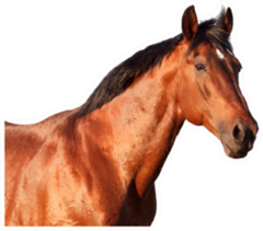 Portrait Of A Bay Horse On A White Sticker