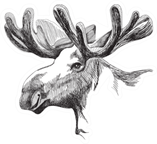 Portrait Of A Big Moose With Antlers Sticker