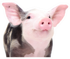 Portrait Of A Cute Cheerful Pig Sticker