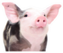 Portrait Of A Cute Cheerful Pig Sticker