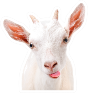 Portrait Of A Funny Goat Showing Tongue Sticker