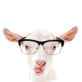 Portrait Of A Goat In Glasses Showing Tongue Sticker