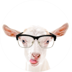 Portrait Of A Goat In Glasses Showing Tongue Sticker