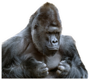 Portrait Of A Grumpy Gorilla Isolate Sticker