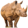 Portrait Of A Large White Rhinoceros Sticker