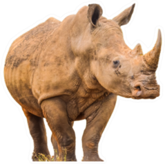 Portrait Of A Large White Rhinoceros Sticker
