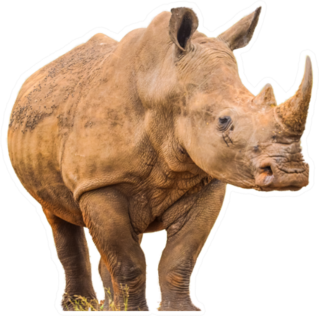 Portrait Of A Large White Rhinoceros Sticker