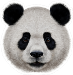 Portrait Of A Realistic Panda Bear Sticker