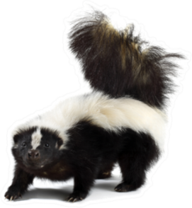 Portrait Of A Skunk Sticker