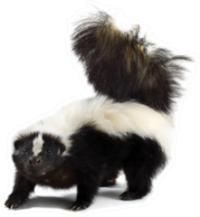 Portrait Of A Skunk Sticker