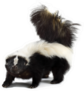 Portrait Of A Skunk Sticker