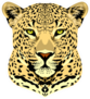 Portrait Of A Spotted Cheetah Sticker