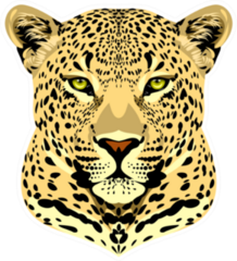 Portrait Of A Spotted Cheetah Sticker