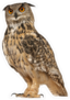 Portrait Of Eurasian Eagle-Owl Sticker