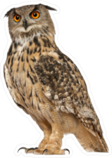 Portrait Of Eurasian Eagle-Owl Sticker