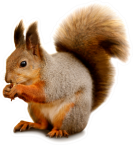Portrait Of Eurasian Red Squirrel Sticker
