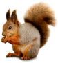 Portrait Of Eurasian Red Squirrel Sticker