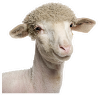 Portrait Of Partially Shaved Merino Lamb Sticker