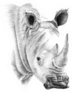 Portrait Of Rhino Drawn By Hand In Pencil Sticker