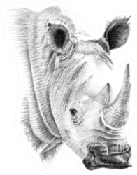 Portrait Of Rhino Drawn By Hand In Pencil Sticker
