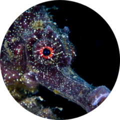 Portrait Of The Black Seahorse Sticker