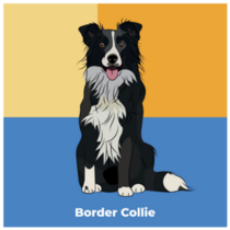 Postcard Border Collie Sticker