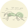 Postcard Of Ants Anatomy Sticker