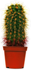 Potted Cactus Houseplant Sticker