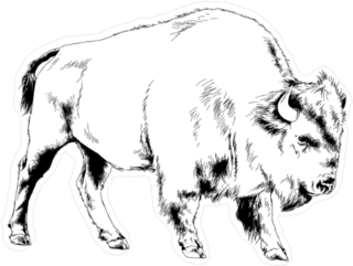 Powerful Buffalo With Horns Sticker