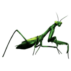 Praying Mantis Insect Color Drawing Sticker