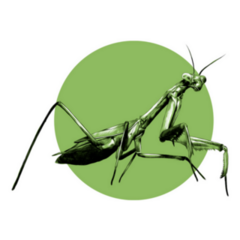 Praying Mantis Insect Green Circle Sticker