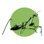 Praying Mantis Insect Green Circle Sticker