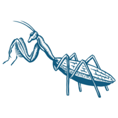 Praying Mantis Insect In Blue Sticker 