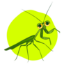 Praying Mantis On Green Circle Sticker