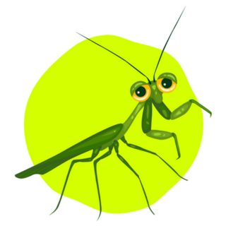 Praying Mantis On Green Circle Sticker