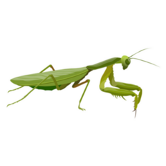 Praying Mantis. Predatory Insect Sticker