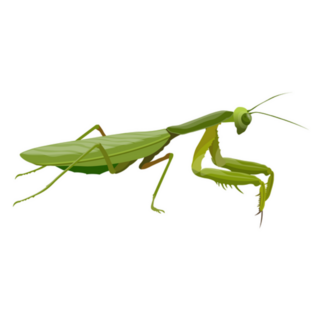 Praying Mantis. Predatory Insect Sticker