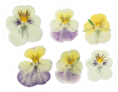 Pressed And Dried Flowers Pansies Sticker