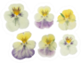 Pressed And Dried Flowers Pansies Sticker