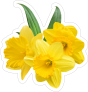 Pretty Daffodil Flower Sticker