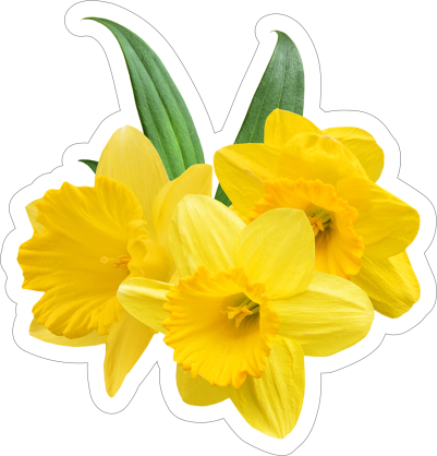 Pretty Daffodil Flower Sticker