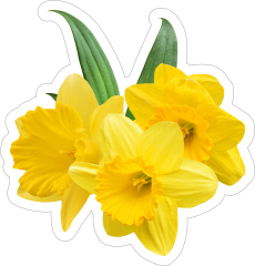 Pretty Daffodil Flower Sticker