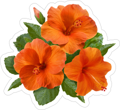 Pretty Orange Hibiscus Flower Sticker