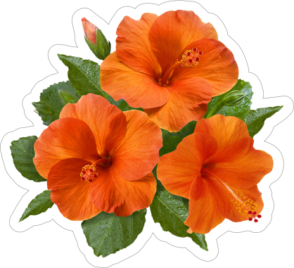 Pretty Orange Hibiscus Flower Sticker