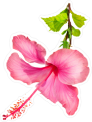 Pretty Pink Hibiscus Flower